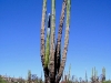 marucactus