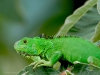 Iguana-iguana