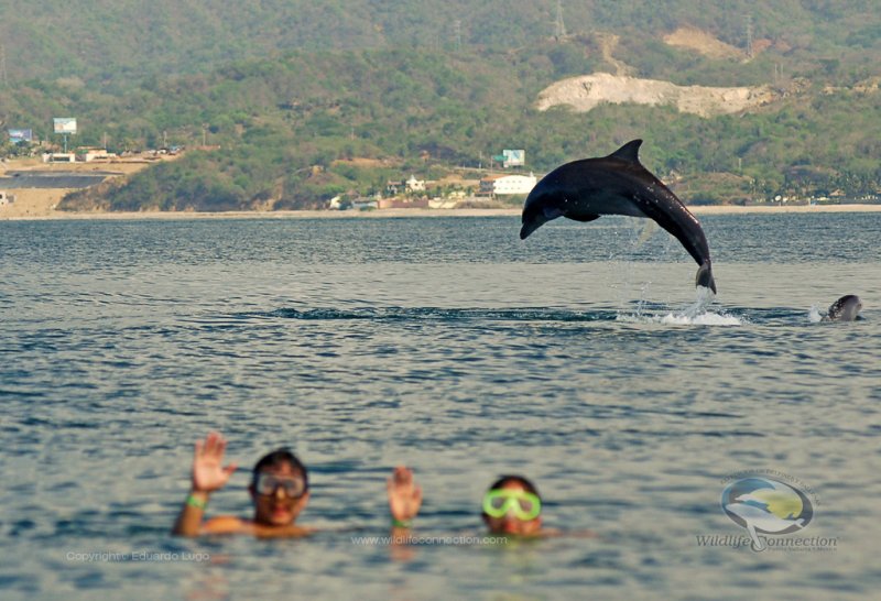 Delfines LIbres