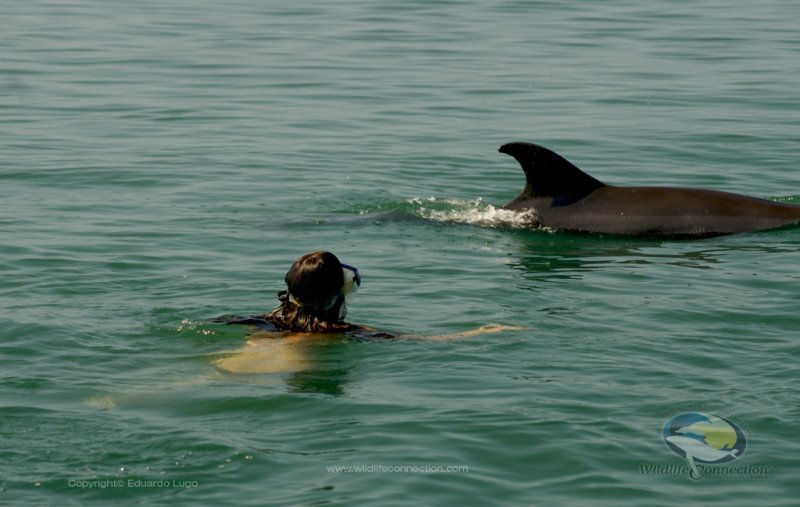 Dolphin encounter