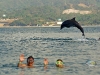 Delfines LIbres