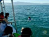 Dolphin tour