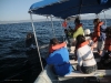 Whale Watching Vallarta