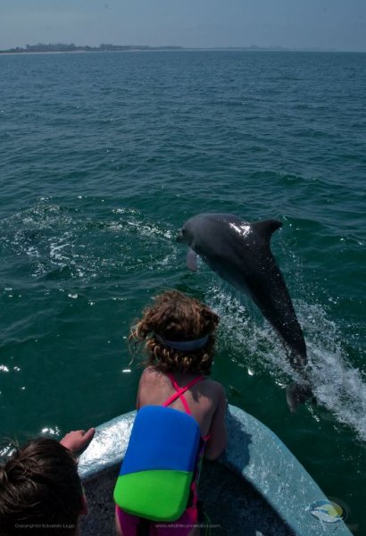 Dolphin Tour