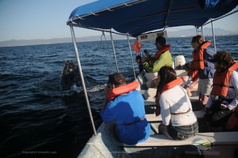 Whale Watching Vallarta