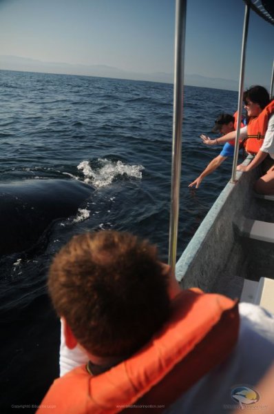 Observacion de Ballenas Vallarta