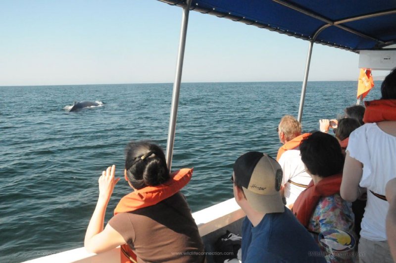 Ballenas vallarta