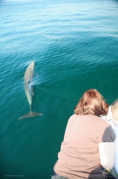 Delfines vallarta