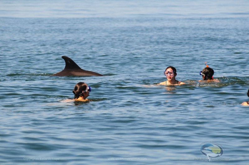 Nado con Delfines