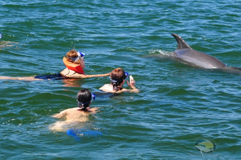 Swim With Dolphins