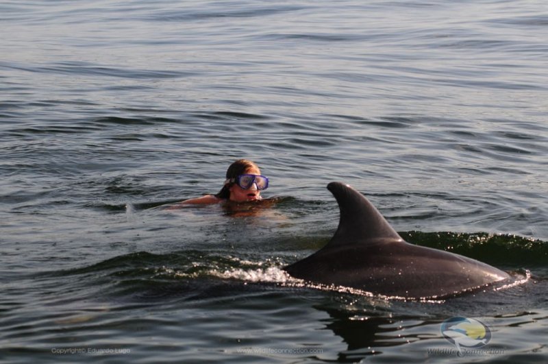 Vallarta Dolphins