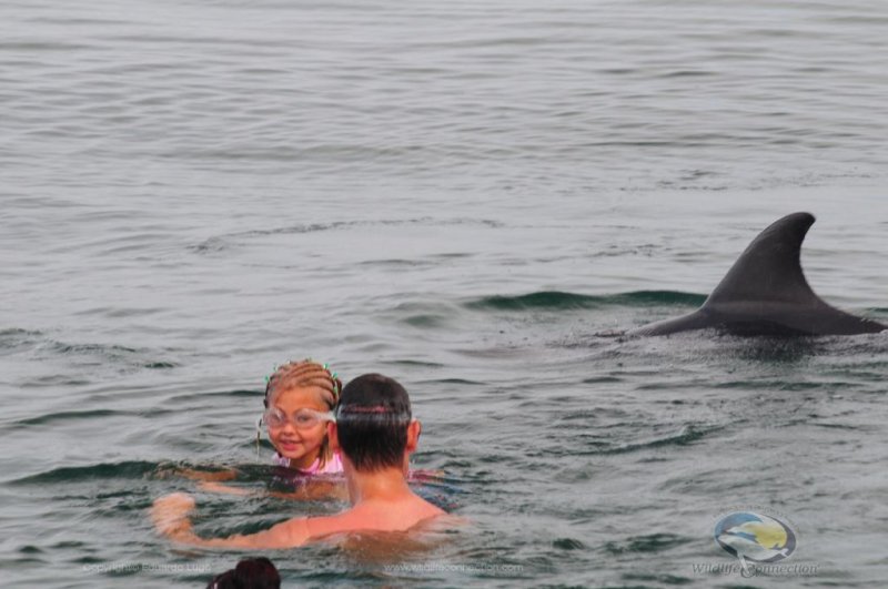 Puerto Vallarta Delfines