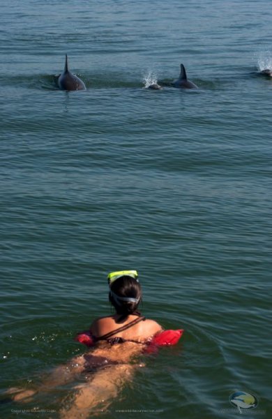 dolphins