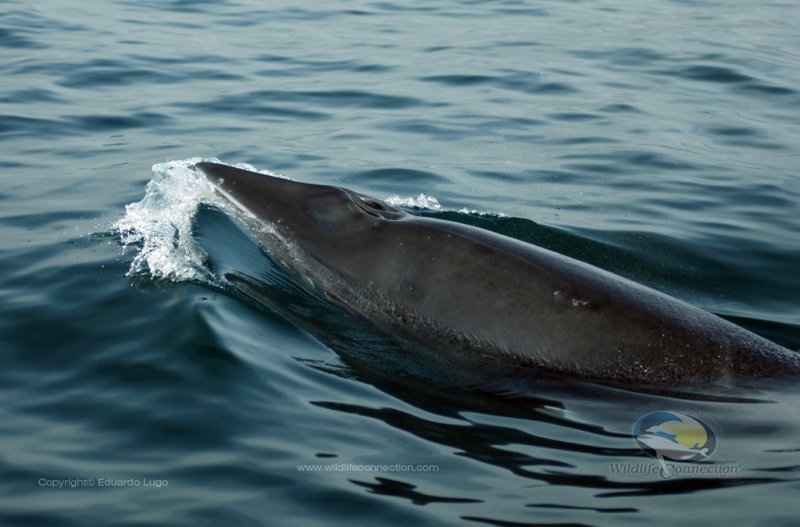 Minke Whale