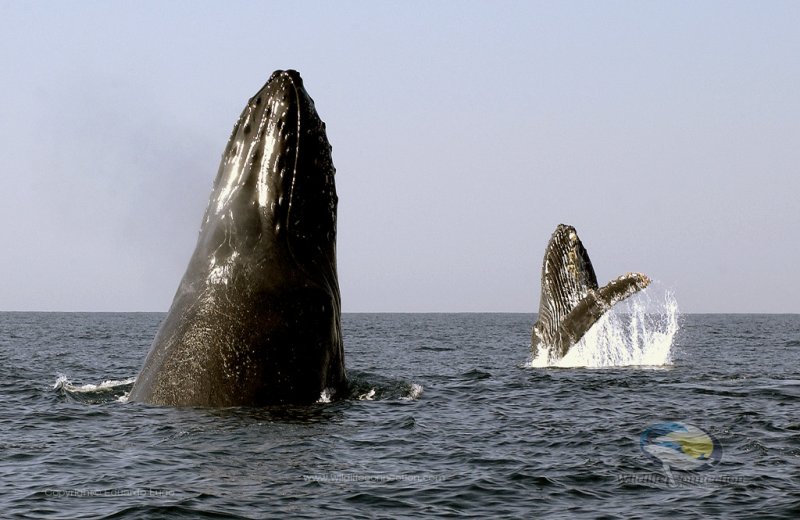 ballenas