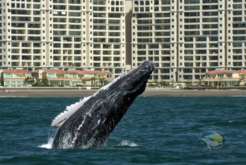 whales in Vallarta