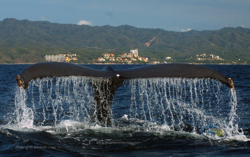 Humpback Whale