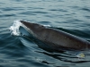 Minke Whale