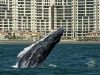 whales in Vallarta