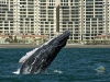 whales in Vallarta