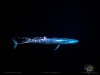 Blue whale
