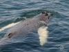 humpback whale