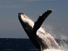 whale_watching