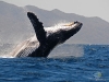 Humpback whale