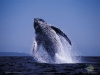 whale watching