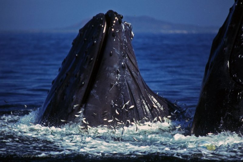 whale watching vallarta