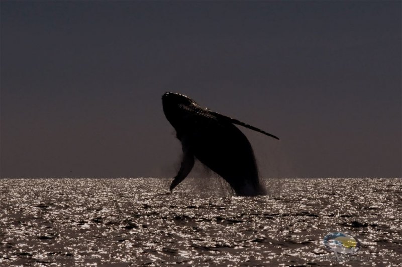 whale watching tour