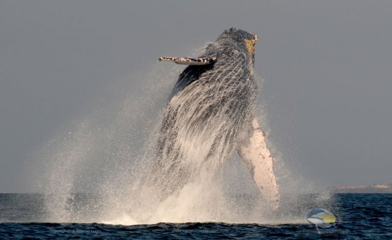 whale watching