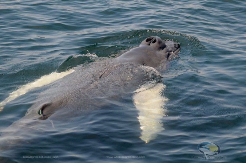 humpback whale