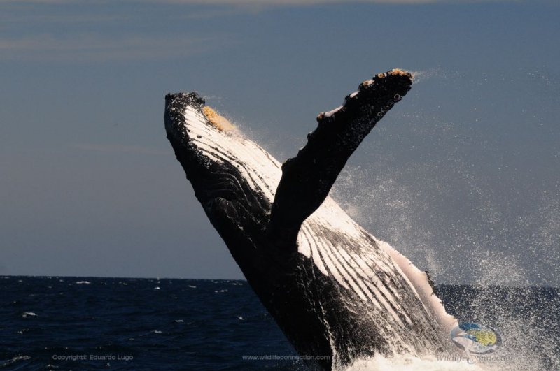 whale_watching