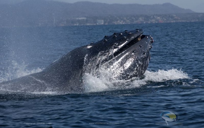 whale watching