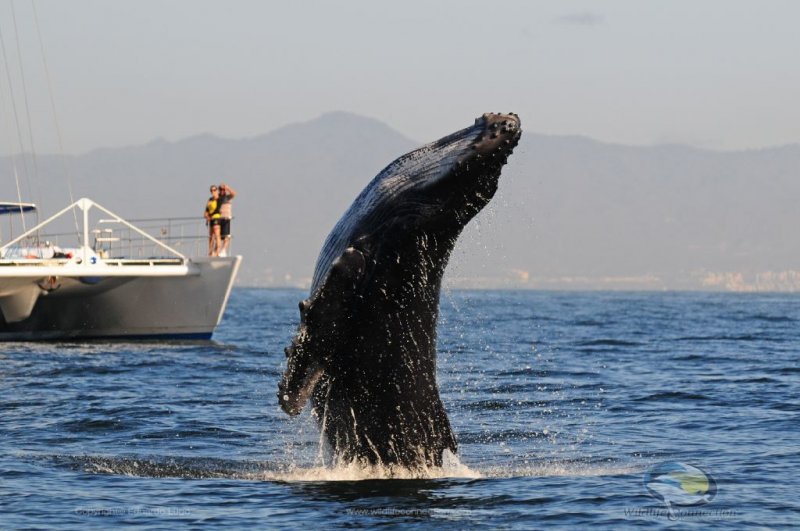 whale watching