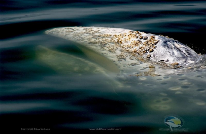 Grey whale